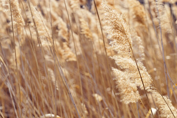 Fototapeta premium Dry plant reeds as beauty nature background, Abstract natural backdrop. Reed grass or pampas grass outdoors with daylight, life style nature scene, organic design poster. Soft focus