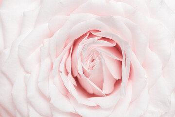 Close up white pink rose flower, delicate macro petals pastel colors, natural flowery background. Fresh soft blooming rose. Selective focus flowery card, nature floral design postcard