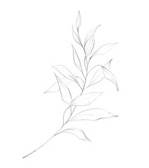 Botanic outline floral branch, leaves. Hand drawn floral abstract pencil sketch plant isolated on white background line art illustration