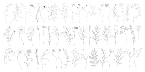 Fototapeta na wymiar Set of botanic outline wildflowers and leaves. Hand drawn floral abstract pencil sketch field flowers, branch isolated on white background line art illustration