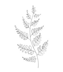 Botanic outline floral branch, leaves. Hand drawn floral abstract pencil sketch plant isolated on white background line art illustration