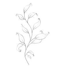 Botanic outline floral branch, leaves. Hand drawn floral abstract pencil sketch plant isolated on white background line art illustration