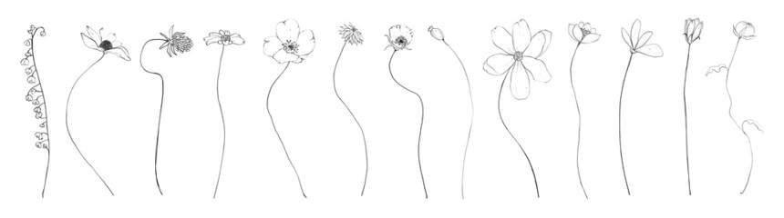 Set of botanic outline wildflowers. Hand drawn floral abstract pencil sketch field flowers isolated on white background line art illustration - 503304772