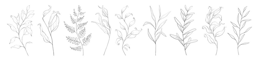 Fototapeta Set of botanic outline floral branch, leaves. Hand drawn abstract pencil sketch plant isolated on white background line art illustration obraz