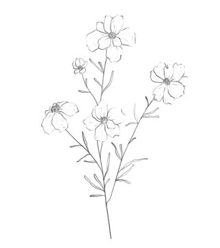 Botanic outline wildflower. Hand drawn floral abstract pencil sketch field flower isolated on white background line art illustration