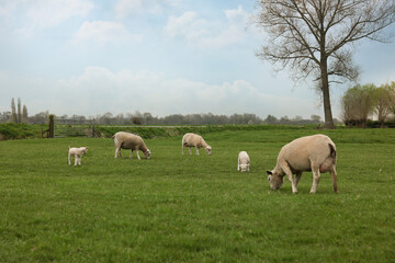 Naklejka na ściany i meble Cute funny sheep grazing on green field