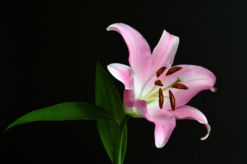 Closeup of pink stargazer lily on a black background. 	Lilium 'Stargazer' (the 'Stargazer lily') is a hybrid lily of the 'Oriental group'