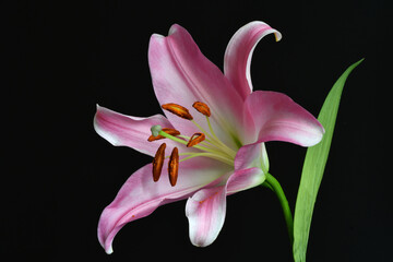 Closeup of pink stargazer lily on a black background. 	Lilium 'Stargazer' (the 'Stargazer lily') is a hybrid lily of the 'Oriental group'