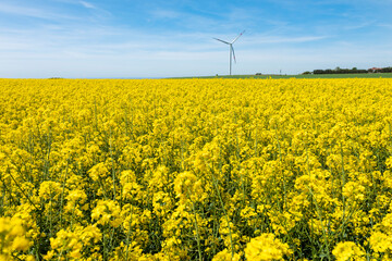 Canola Fields. Blooming canola fields under a blue sky with clouds. Beautiful yellow flowers.