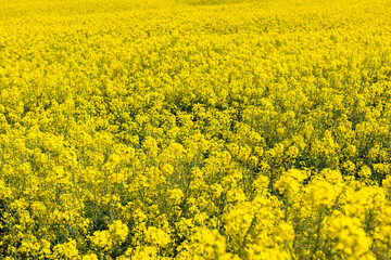 Obraz premium Canola Fields. Blooming canola fields under a blue sky with clouds. Beautiful yellow flowers.