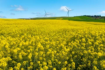 Foto op Plexiglas Canola-velden. Bloeiende koolzaadvelden onder een blauwe lucht met wolken. Mooie gele bloemen. © resul