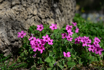Obraz premium Beautiful blooming shamrocks growing near tree outdoors on sunny day
