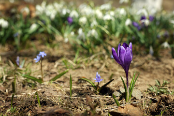 Beautiful flowers growing outdoors, focus on bright crocus