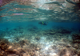 Fototapeta na wymiar snorkeling in a caribbean island, summer vacation in Venezuela