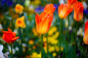 Tulpenbeet, bunte Tulpen durcheinander