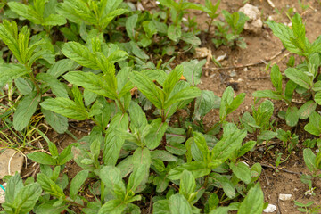 natural green mint plant that grows in the garden in spring, medicinal mint plant is fresh and planted in the garden,