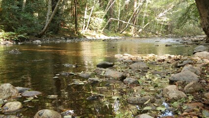 Big Sur River flowing in green old forest, woodland or grove. Trail for eco tourism, hiking or trekking in woods, California nature, USA. Fresh rocky creek, pebble stones, stream rippled water surface