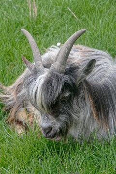 Jeune chèvre à poils longs gris.