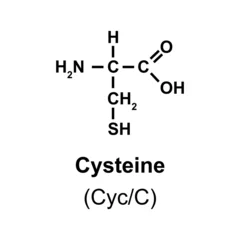 Fotobehang cysteine Amino Acid Chemical Structure. Vector Illustration. © Ali