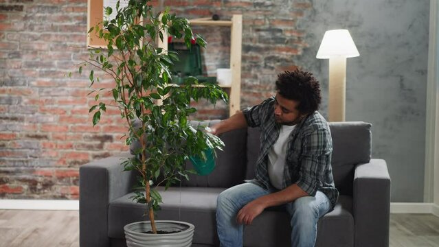 Young black man waters lush potted ficus tree at home
