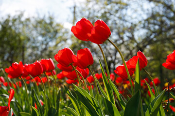 Beautiful bright red tulips outdoors on sunny day