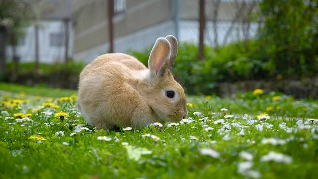 Domestic rabbit on the grass yard