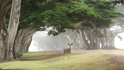 Obraz na płótnie Canvas Wild young deer grazing, green lawn grass. Fawn calf animal in freedom, cypress trees tunnel or corridor, arch alley, foggy forest. Misty weather, Monterey, California wildlife, USA. Lace lichen moss.