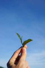 Hand with tea leaves in the tea field and clear blue sky. Environment conservation and tea beverage concept.