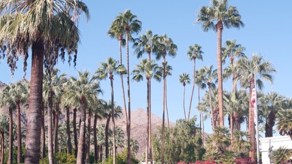 Row of palm trees and mountain or hill, sunny Palm Springs vacations resort near Los Angeles, Old Las Palmas, California valley nature, USA. Arid dry climate plants, desert oasis flora. American flag.