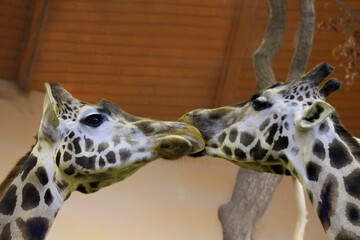 giraffe in zoo