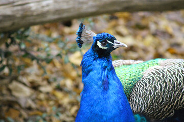 portrait of a peacock