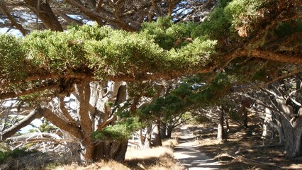 Path in forest or wood, footpath trail or footway in old grove or woodland, Point Lobos wilderness,...