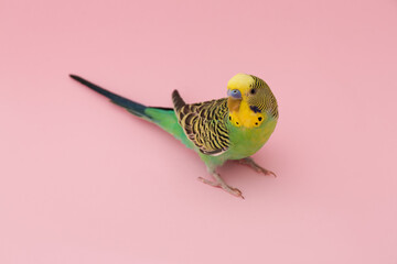 Beautiful parrot on pink background. Exotic pet