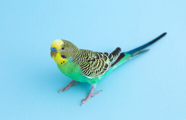 Beautiful parrot on light blue background. Exotic pet