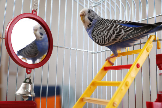Beautiful light blue parrot in cage indoors. Cute pet