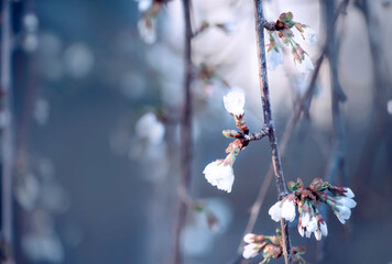 Branches of a lush blossoming flower in early spring. A gentle photo with a soft focus. Beautiful gentle background cold tones
