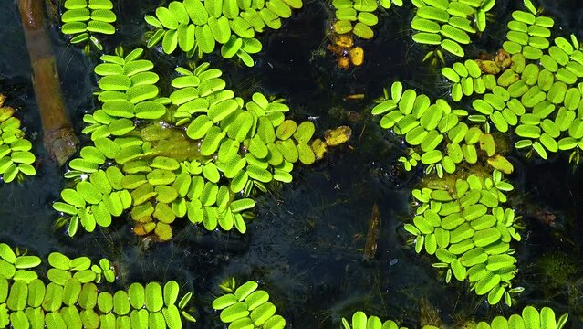 Floating fern, floating moss, water butterfly wings (Salvinia natans)