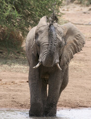 Naklejka premium Elephant1