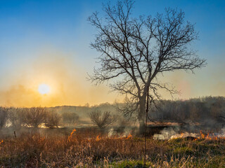 Prairie Burn at Sunset with Tree in foreground 