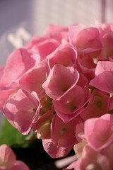 Hydrangea close up photo. Pink hydrangeas background. Flowers photography. 