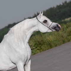Portrait of a beautiful grey arabian horse on natural background, head closeup
