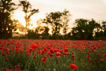 Camera moves between the flowers of red poppies. Poppy as a remembrance symbol and commemoration of the victims of World War. Flying over a flowering opium field on sunset. Camera moves to the right.