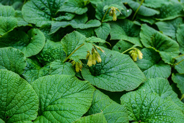 Medicinal plant of the Carpathian region.Symphytum cordatum. - obrazy, fototapety, plakaty