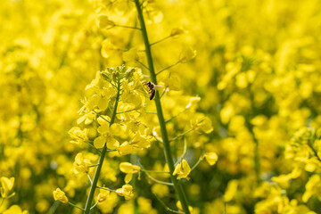 Wenn der Raps Ende April bis Anfang Mai in Vollblüte steht, summt und brummt es in den Rapsfeldern von vielen Bienen, Hummeln und anderen Insekten.