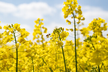 Blühende Rapsblüten, gute Nahrungsquelle für Bienen, Hummeln und andere Insekten.