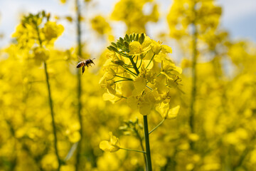 Blühende Rapsblüten, gute Nahrungsquelle für Bienen, Hummeln und andere Insekten.