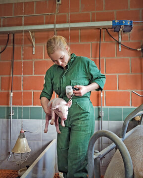 Tierbetreuung - junge Frau verabreicht einem Ferkel eine Injektion, Symbolfoto