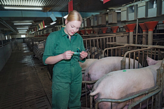 Schweinehaltung - Tierbeobachtung, junge Frau misst die Temperatur von Sauen im Deckstall. Symbolfoto.