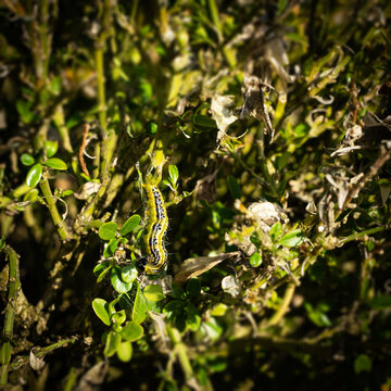 Buchsbaumz&uuml;nsler - Raupe des Buchsbaumz&uuml;nslers auf einem Buchsbaumzweig.