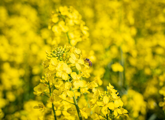 Da die Ukraine durch den russischen Angriffskrieg im Frühjahr 2022 als größter Exporteur von Rapshonig ausfällt, kann es zu Engpässen bei Bienenhonig kommen.
